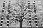 . Antwerp arbol