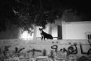 17 beirut gatos
