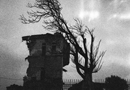 3 Aleppo arbol