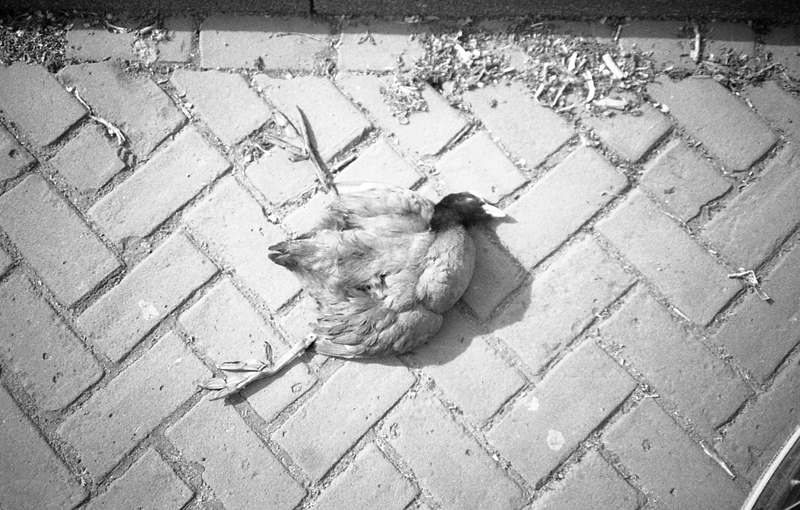 amsterdam pajaro muerto