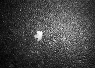 Blood on the leaves 4