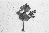 Blood on the leaves 6