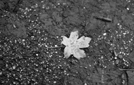 Blood on the leaves 3