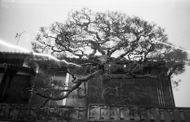 Kyoto arbol