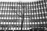 Amsterdam arbol edificio