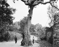 Harar arbol