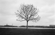 Arbol Antwerp playa