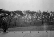 senegal arboles avenida
